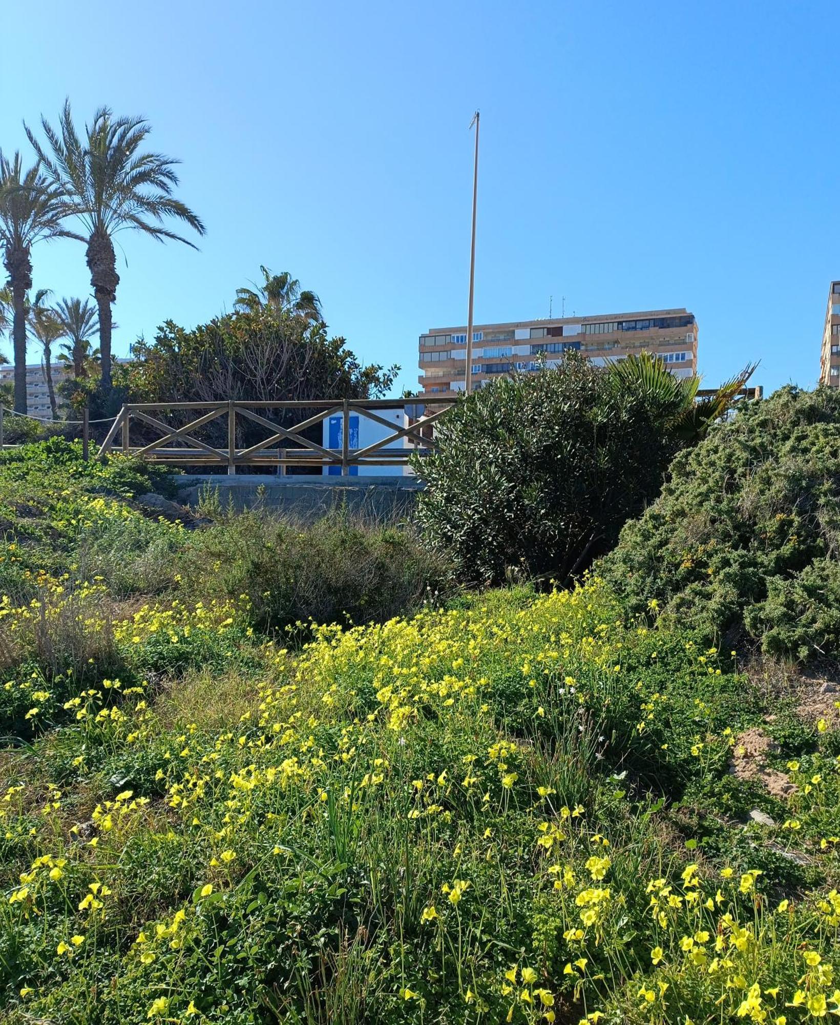 Apartamento Miramar Torrevieja Exterior foto